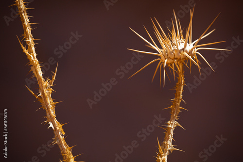 Dried thistle flowerhead in Wadi Rum, Jordan. photo