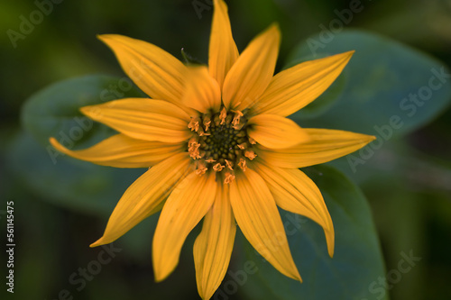 Flower blooming in the winter