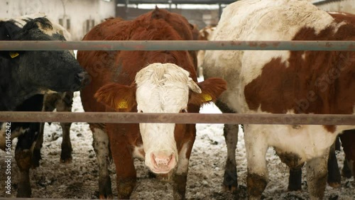 Cows winter organic farm herd snow organic farming snowy ice fence enclosure cowshed, bull fenced dairy cows of sustainable development dirty. Suitable for both milk meat production, Europe
