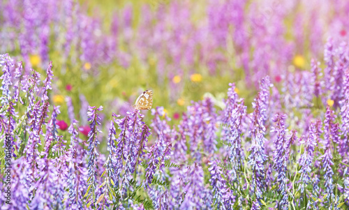 Colorful purple flower field of tufted vetch in summer