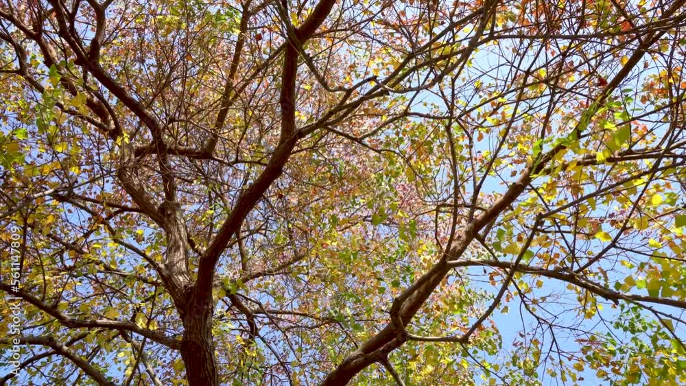 A tree in the autumn park, shooting around it. A tree in the autumn park, shooting around it.