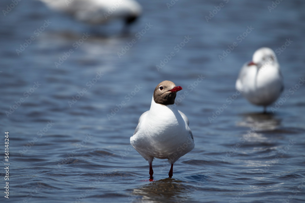 Fototapeta premium Gaviota Cahuil cabeza cafe en el agua