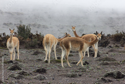 alpacas in Chimborazo, ecuador