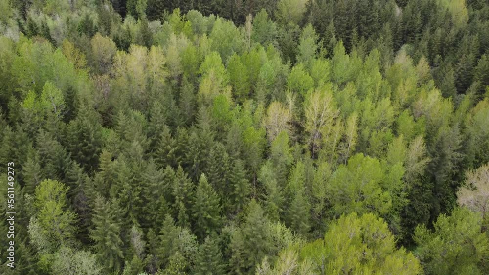 Evergreen Forest Evergreen Forest