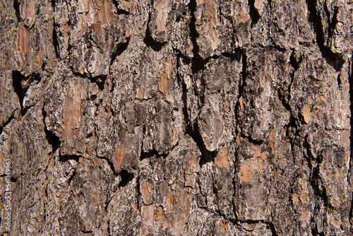 Tree bark texture with natural sunlight for background. © VIS Fine Arts