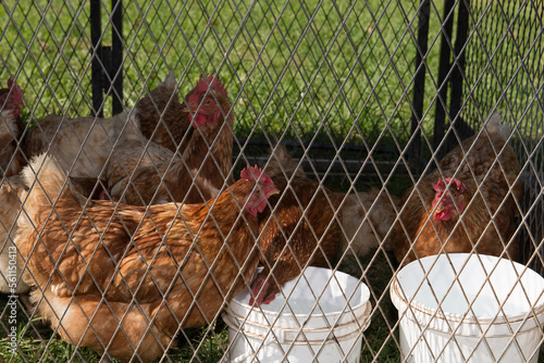 Group of chickens or hens behind a wire fence.