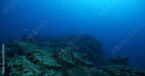 Wallpaper Mural underwater topography  scenery sun beams rays and reflections and fish around mediterranean sea Torontodigital.ca