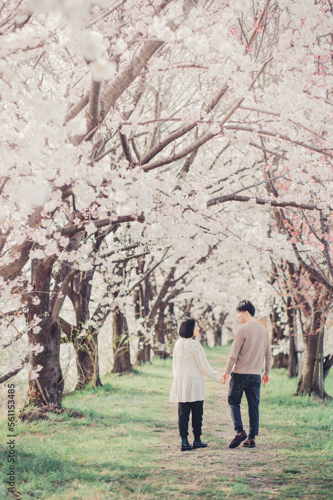桜の中を歩く夫婦 桜の中を歩く夫婦