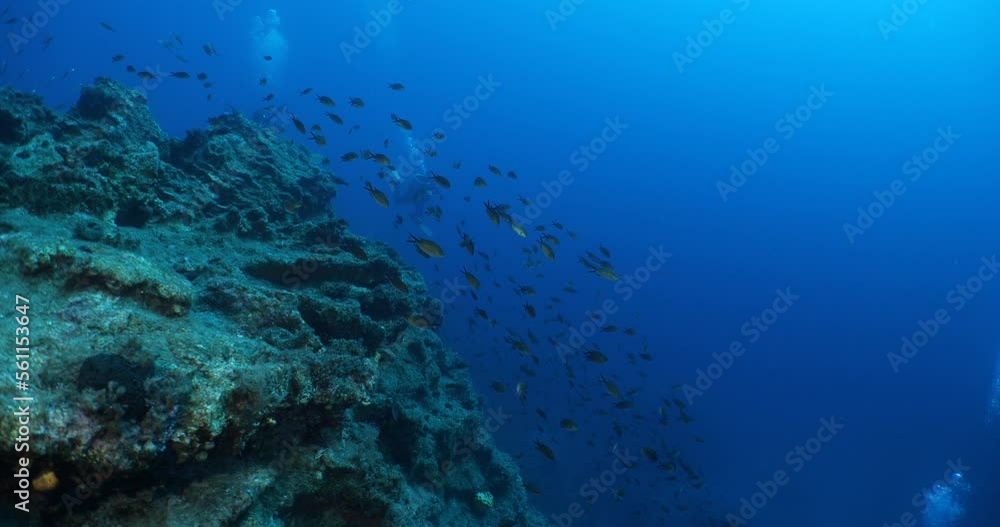 underwater topography  scenery sun beams rays and reflections and fish around mediterranean sea