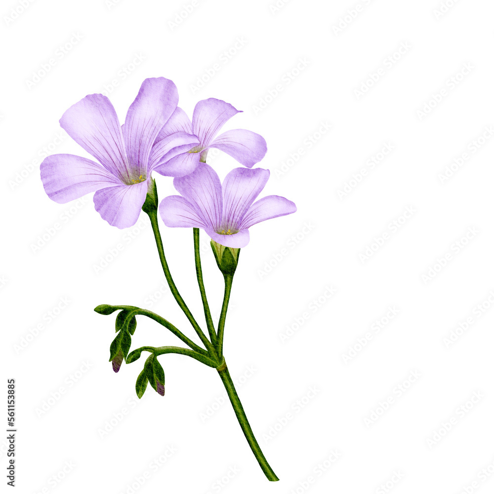 Drawing of Violet Wood Sorrel Flower