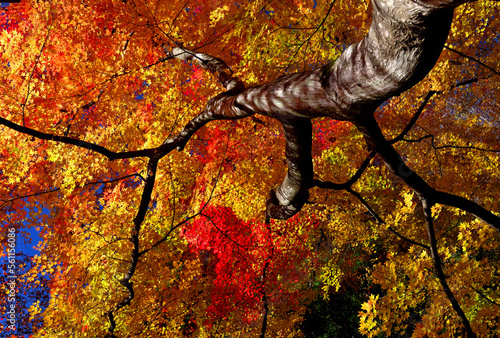 Autumn leaves in Nanmoku village