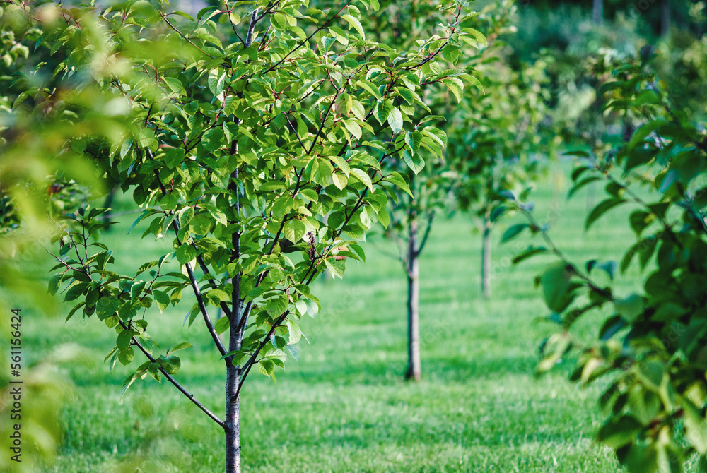 New orchard with cherry trees growing in rows