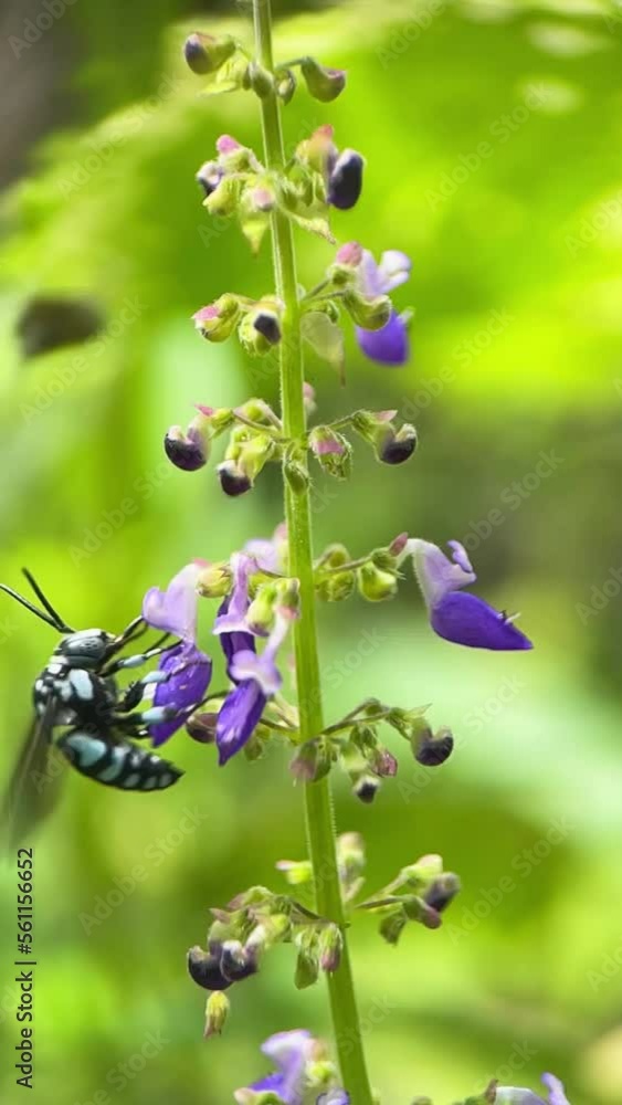 Cuckoo bee and a blue banded bee are collecting nectar from the same flower. Selective focus macro slow motion video. Found in North Central Province Sri Lanka Cuckoo bee and a blue banded bee are collecting nectar from the same flower. Selective focus macro slow motion video. Found in North Central Province Sri Lanka