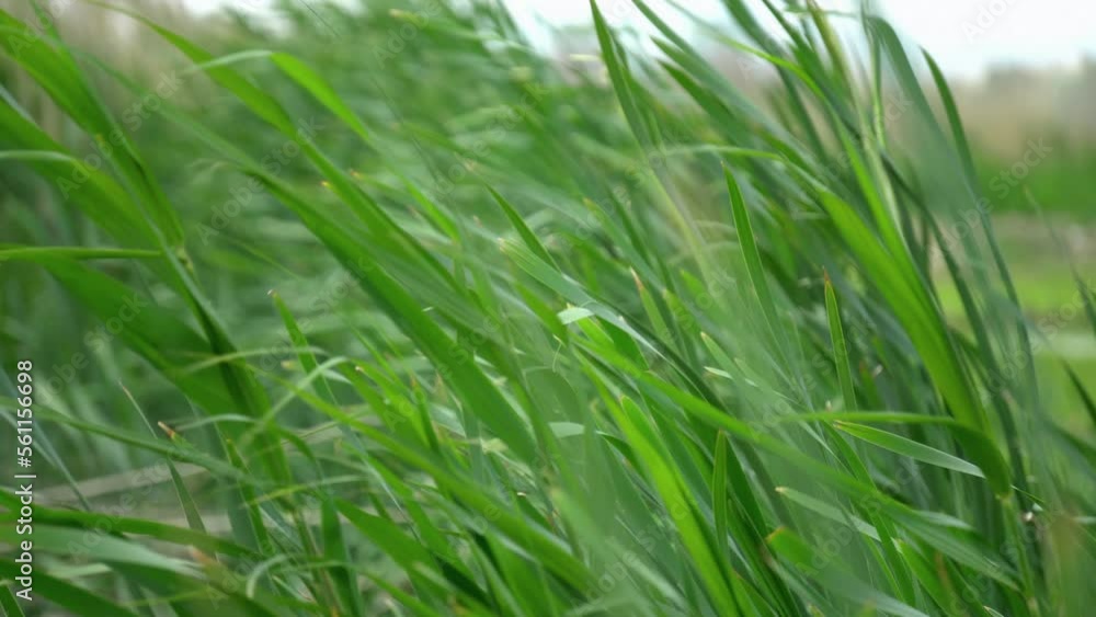 Green field, reed and sugarcane swaying on the breeze in a summer landscape Green field, reed and sugarcane swaying on the breeze in a summer landscape