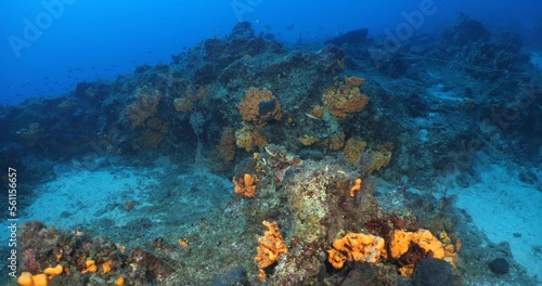  underwater ocean scenery blue water axinella sponges  photo