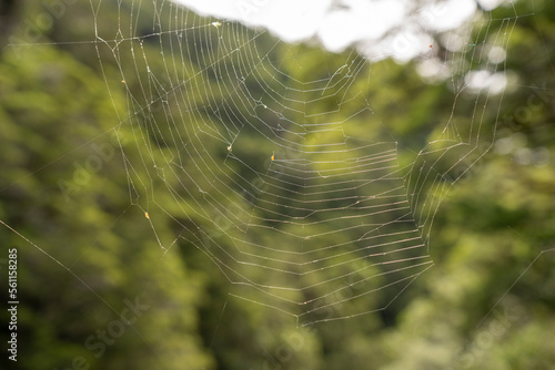 Closeup view to the spider cobweb