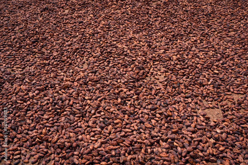 Cocoa beans and cocoa fruits. Cocoa beans and cocoa fruits.