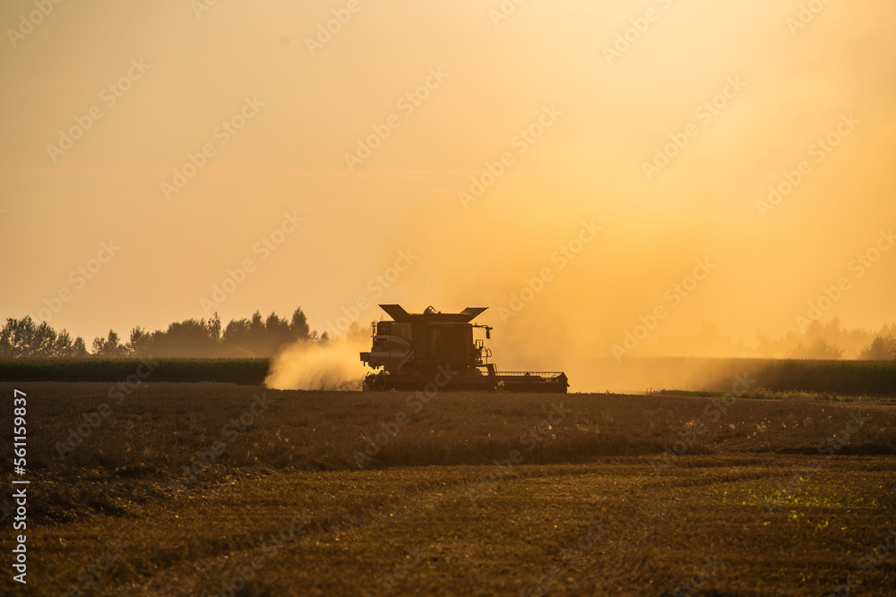 Naklejka premium grain harvester working in the field, wheat harvest, harvester at harvest time, wheat harvester at sunset