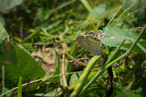 Wallpaper Mural Butterflies perched on the wild grass during the day. Torontodigital.ca