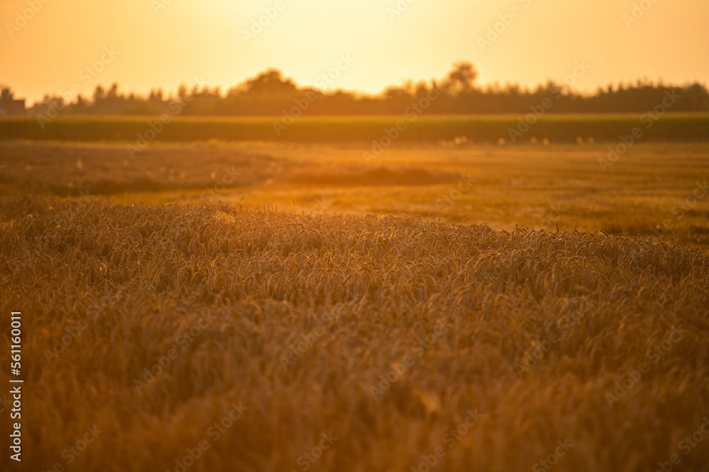 Wheat field in the summer sun, wheat, field of wheat, field of wheat during harvest, field of grain in summer
Wheat field in the summer sun, wheat, field of wheat, field of wheat during harvest, field of grain in summer