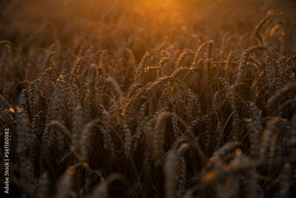 Wheat field in the summer sun, wheat, field of wheat, field of wheat during harvest, field of grain in summer
 - obrazy, fototapety, plakaty 