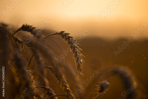 Wheat field in the summer sun, wheat, field of wheat, field of wheat during harvest, field of grain in summer 