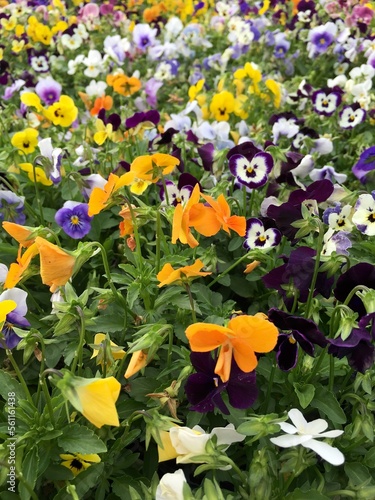 Pansies, colorful, yellow, orange, purple (generative ai)