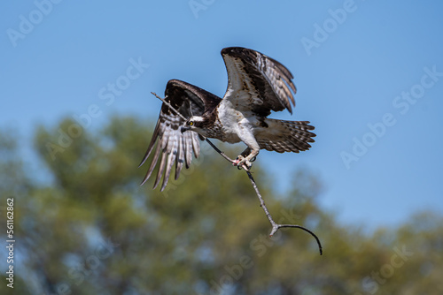 Flying Osprey Carrying Fish and Long Stick with Trees and Sky in Background