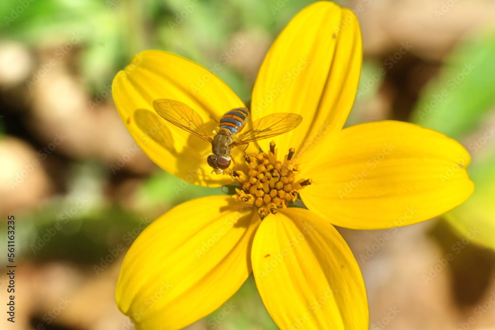 Hover fly on a yellow wildflower in a field in Cotacachi, Ecuador Hover fly on a yellow wildflower in a field in Cotacachi, Ecuador