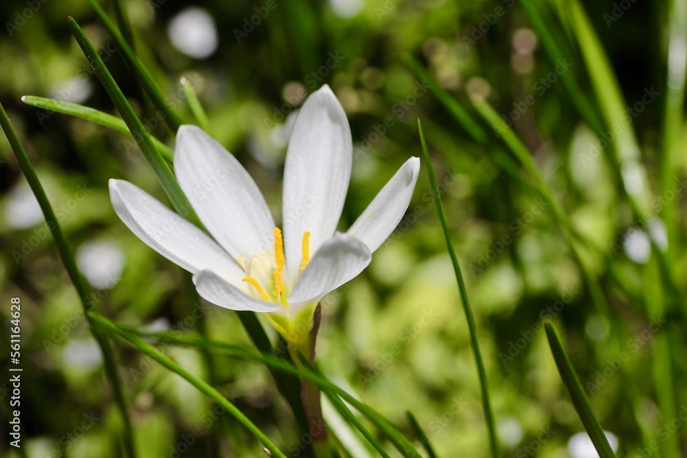 Zethyranthes, white rain lily blooming in January to welcome the new year Zethyranthes, white rain lily blooming in January to welcome the new year