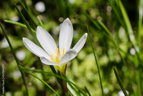 Zethyranthes,  white rain lily blooming in January to welcome the new year