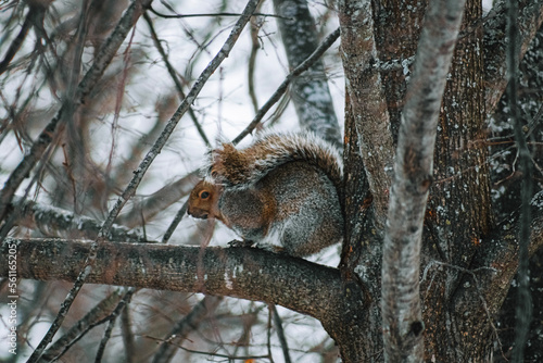 squirrel on a tree © Steven