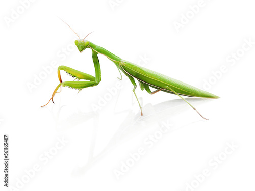 Green little Insect, Praying Mantis © BillionPhotos.com