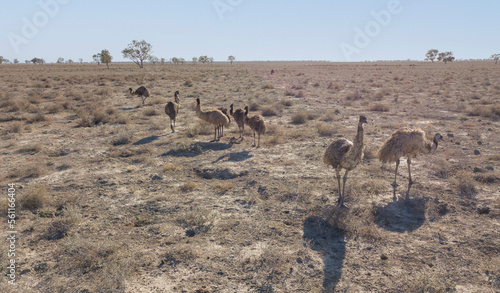 A flock of emus in the drought conditions of outback Queensland, Australia.