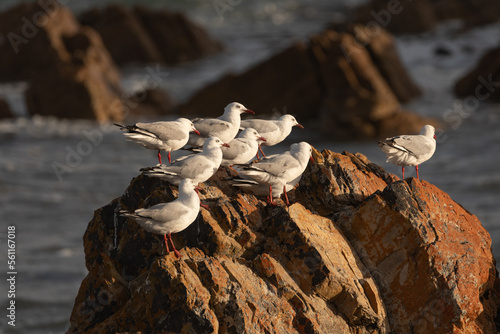 A flock of pacific gulls (Larus pacificus) on the beach, Tasmania. photo