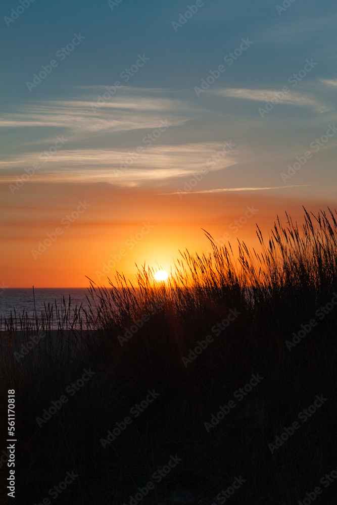 Sunset over the sand dunes, Praia de Esmoriz, Portugal. Ammophila arenaria silhouette. Sunset over the sand dunes, Praia de Esmoriz, Portugal. Ammophila arenaria silhouette.
