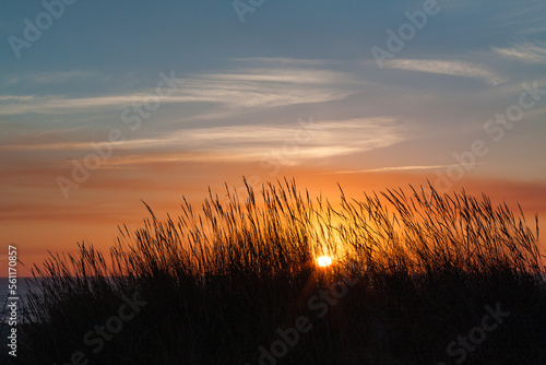 Sunset over the sand dunes, Praia de Esmoriz, Portugal. Ammophila arenaria silhouette. 