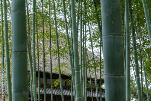 茅葺と竹林