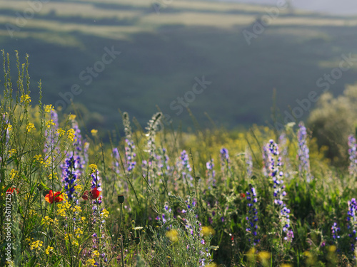 Blue wildflowers in the sunset light, shallow depth of field, beautiful landscape. landscape in nature. meadows and mountains.
