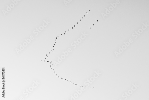 空を飛ぶ鳥の群れ