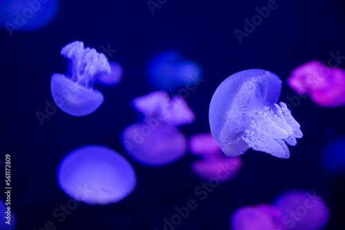 Sea jellies or Jellyfish in Institute building Marine Aquarium and Science Museum for thai people traveler travel visit learning aquatic animals sea life in Chonburi, Thailand photo