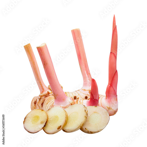 Fresh young galangal root isolated on white background, Alpinia galanga photo