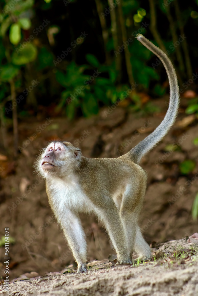 Long-Tailed Macaque Monkey in the Jungle in Borneo