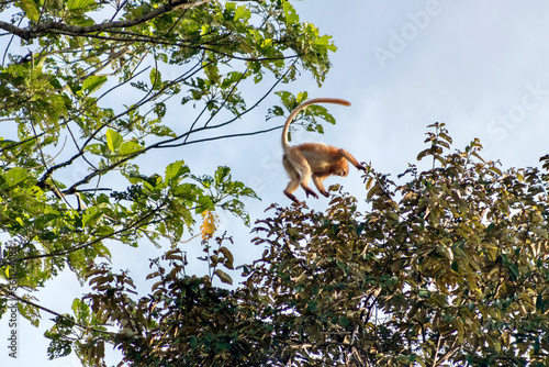 Fototapeta Naklejka Na Ścianę i Meble -  Rare Red Morph of Silvered Lutung leaping through trees near Kinabtangan River in Borneo