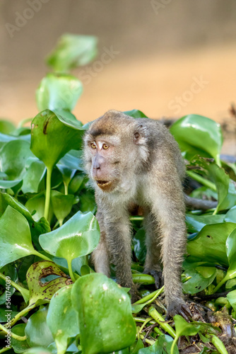 Long-Tailed Macaque Monkey in the Jungle in Borneo