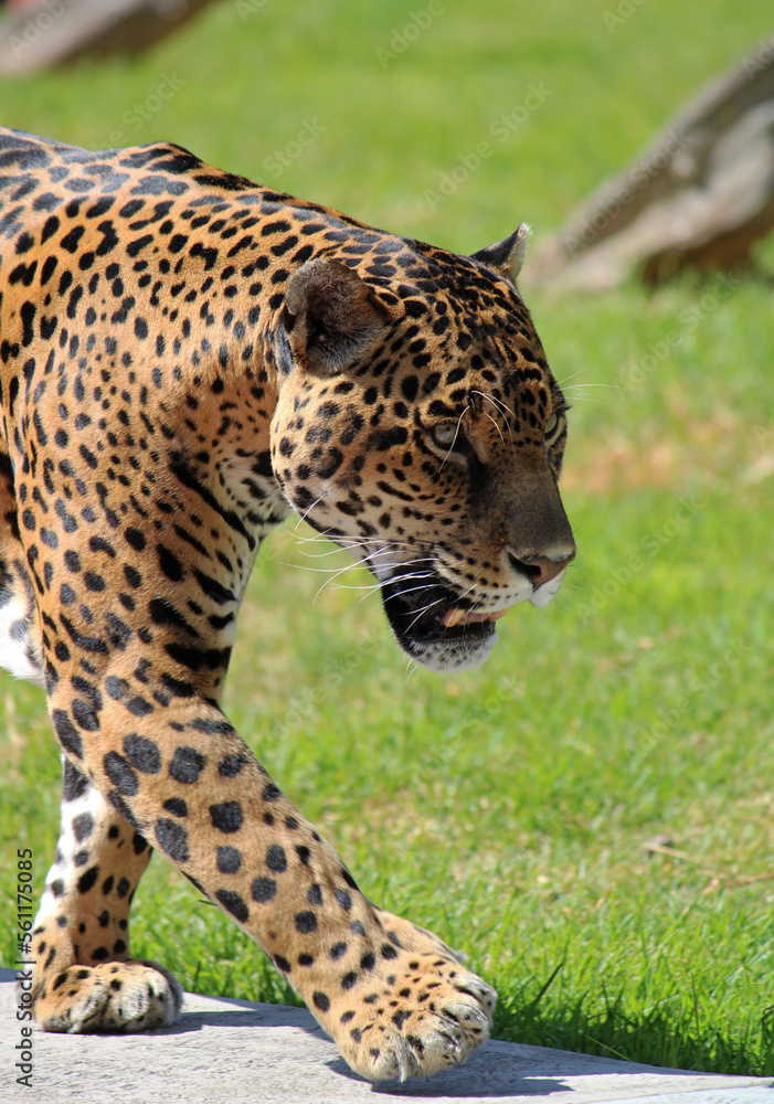 Chiapas jaguar in a zoo Chiapas jaguar in a zoo