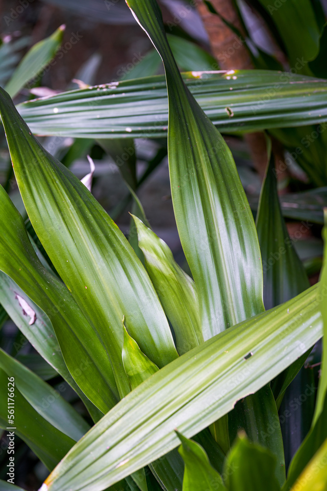 Obraz premium Glossy pale green leaf close-up