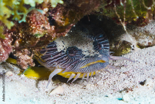 Coral reef toadfish cozumel splendid 