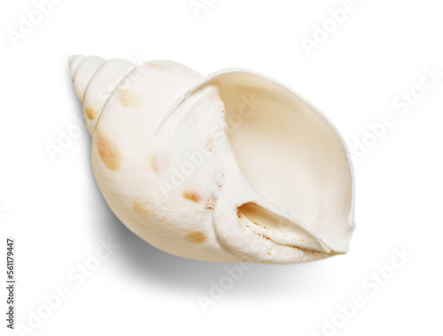 Decorations of seashell or ocean mollusk. Underwater life