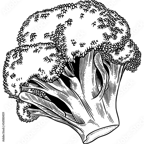 Hand drawn Broccoli Sketch Illustration